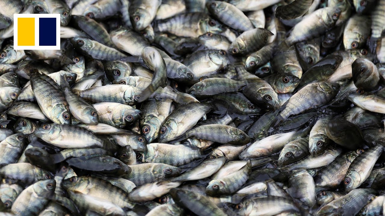 Trade war trouble for China’s tilapia farmers
