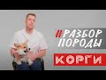 ПОРОДА КОРГИ! Особенности! Как кормить? Как ухаживать?