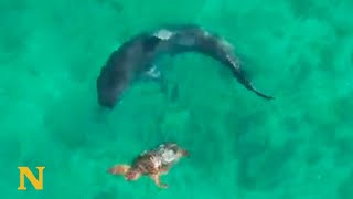 Turtle Wins Epic Fight With Shark