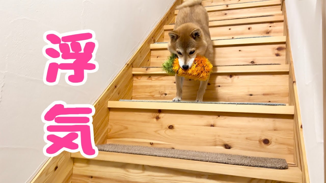 I discovered my dog's infidelity for the first time when my family