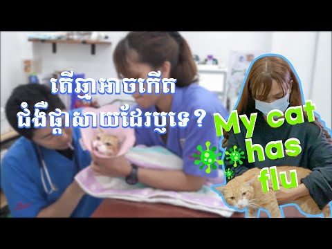 [ENG] សប្តាហ៏នេះខ្ញុំយកឆ្មារបស់ខ្ញុំទៅព្យាបាលជំងឺ This week I took my cat for treatment