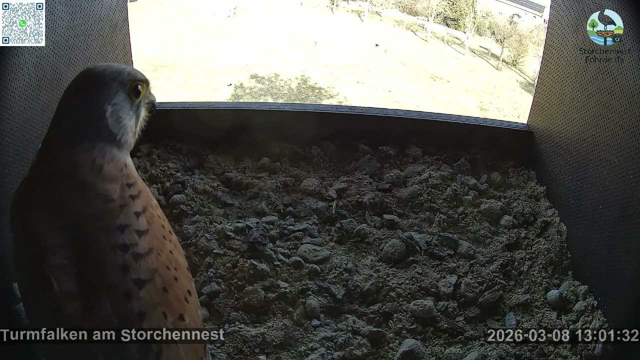 Unberingter Terzel zeigt Interesse - Turmfalkenkasten 2 - Turmfalken Fohrde - 08.03.2026