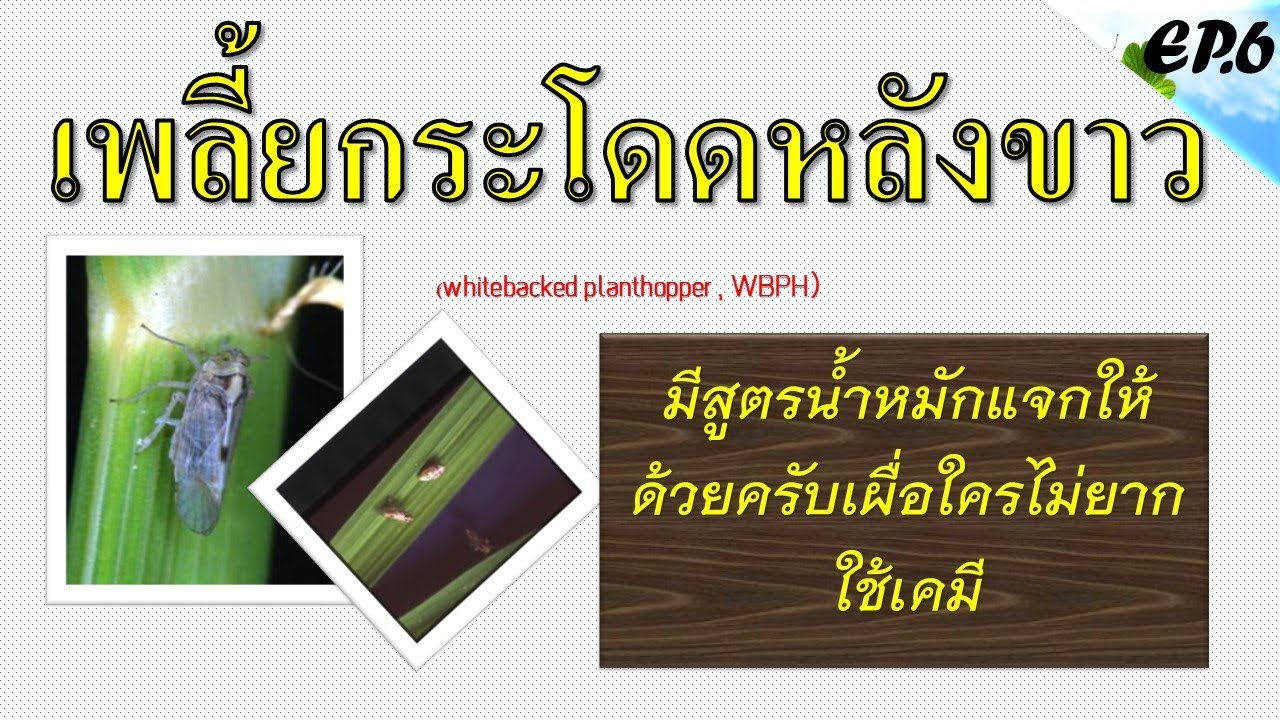 เพลี้ยกระโดดหลังขาว (whitebacked planthopper , WBPH)ศัตรูข้าว?