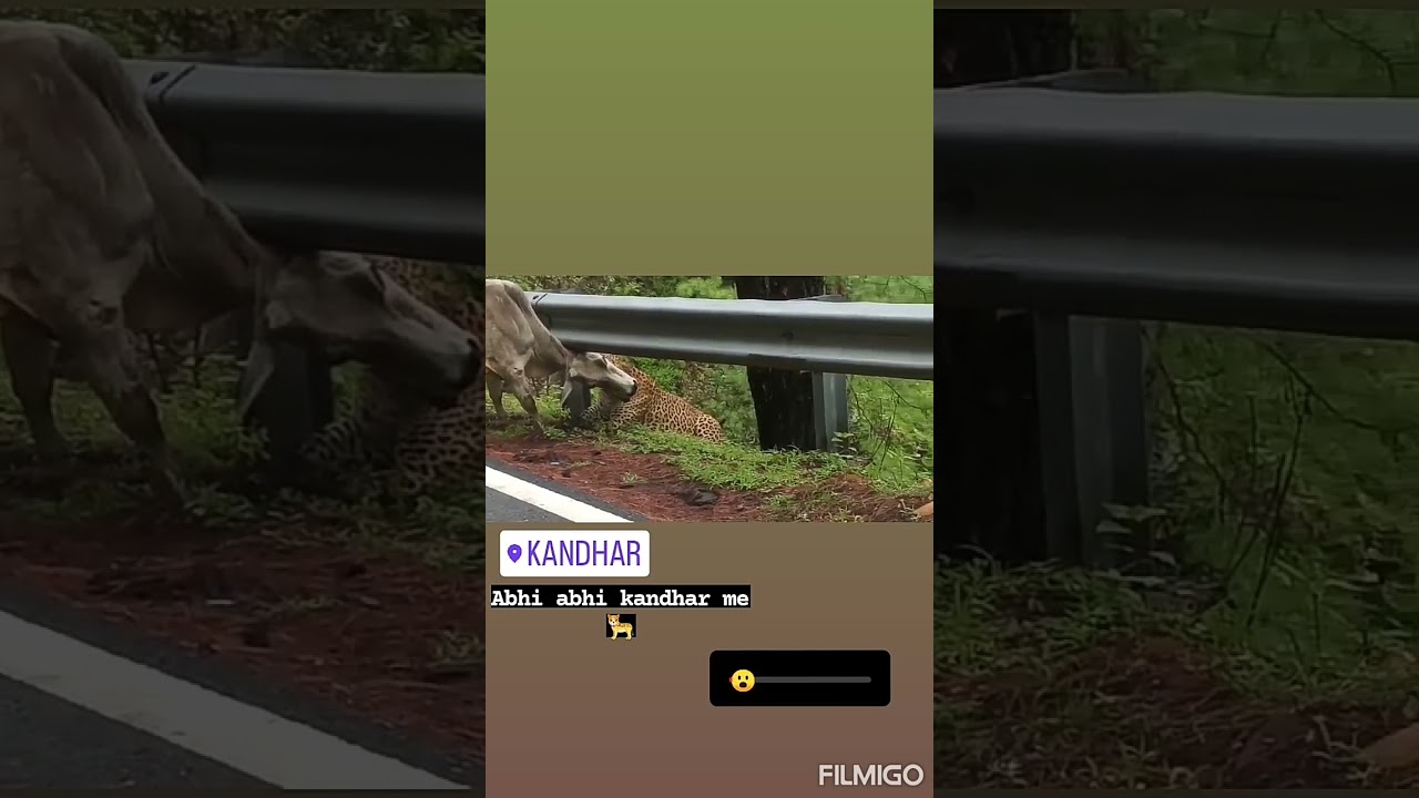 leopard attack on cow very dangerous mode😈😈😈