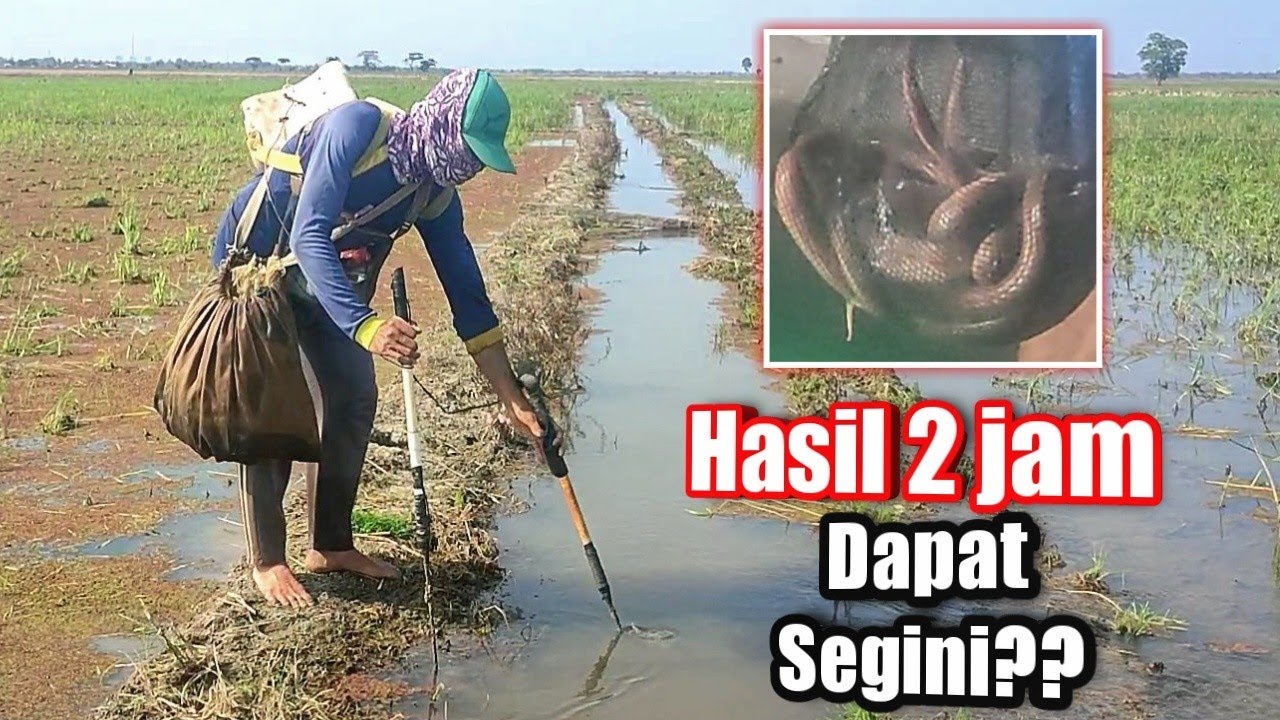 Spot Nyetrum Belut Siang Hari Part 9 | cuman sebentar dapat banyak