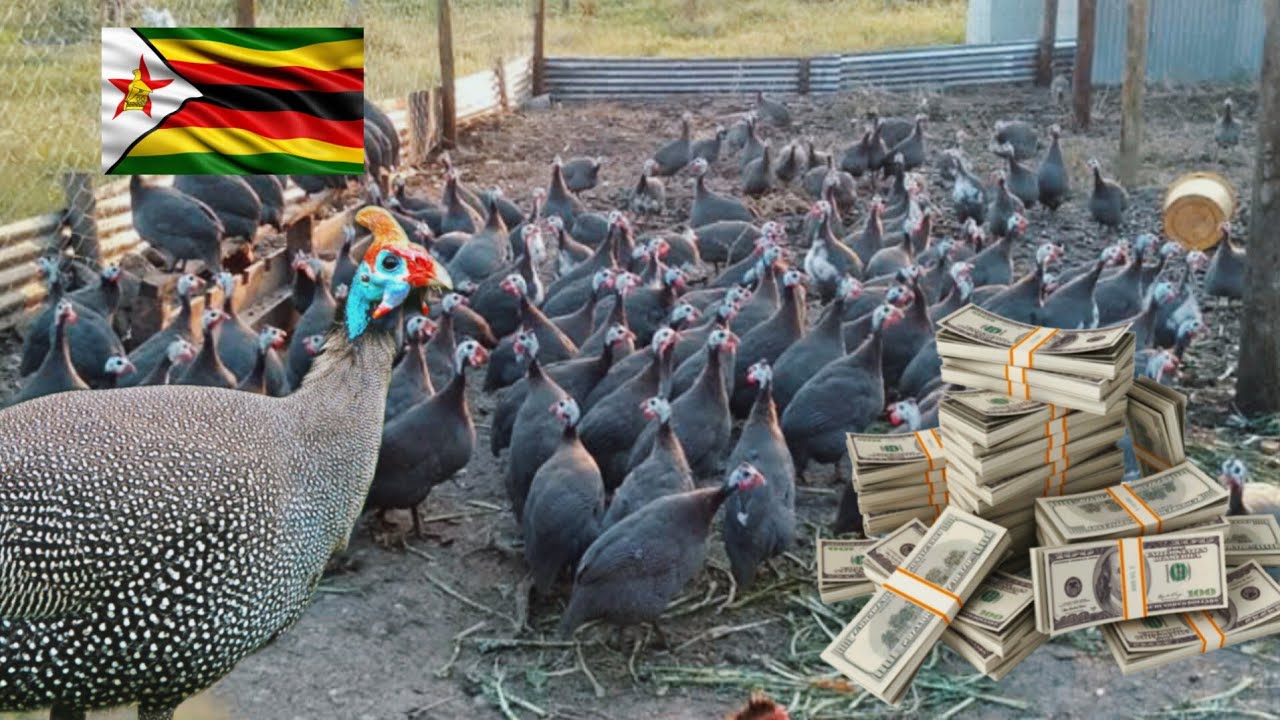 How Much Can You Make from Guinea Fowl (Hanga) Farming in Zimbabwe Starting with $1,000 Capital