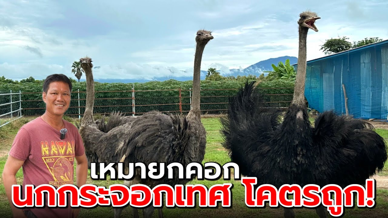 นกกระจอกเทศ เหมายกคอก โคตรถูก‼️| คุณโชค อ.โกสัมพี จ.กำแพงเพชร