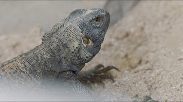 5 Fun Facts About the Chuckwalla