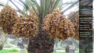 Recognize the maturity stages of dates using deep learning CNN | التعرف الآلي على مراحل النضج للتمور