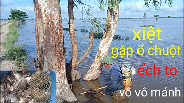 xiệt ếch bự. gặp ổ chuột đồng quá nhiều vô mánh nữa rồi. gặp rắn trung ăn lươn quá sợ