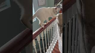 Salt got 99 problems and a life ain’t 1🤣 #Salt #risky #catmom #shenanigans