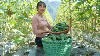 Harvesting cucumbers go to the market sell - Green forest life, farming, garden - Phuong harvesting