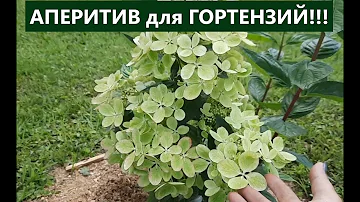 Как часто я подкисляю гортензии. Пасынки - почему их много и вредят ли они гортензии.