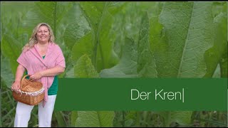 Der Kren Der Meerrettich