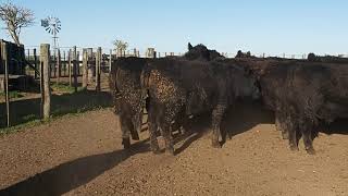 Ricardo Hoffmann Tv5