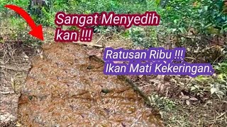 Rawa Mengering Ribuan Ikan Mati Kekeringan. Rawa Kebun Sawit. Auto Panen Ikan 