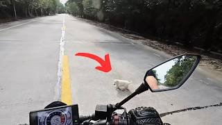 Lost Puppy Dashed Into Traffic, Stopping A Motorcyclist And Hoping He Would Take The Puppy Away.