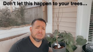 3 Common Mistakes People Do With Their Japanese Maples and Conifers (Remake)