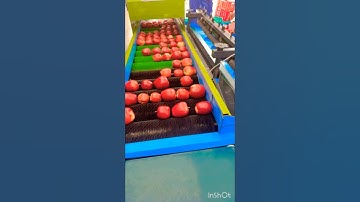 Automatic apple grading cum cleaning machine | Red Apples 🍎 #fruit #subscribe