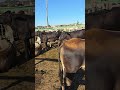 Lote de Novilhas Aneloradas a 2.600 reais.