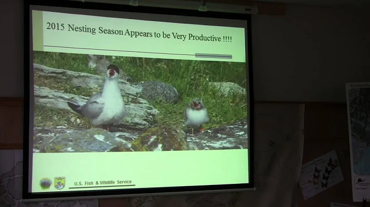 Sea Birds of Maine - Linda Welch