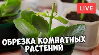 Обрезка комнатных растений 🌸 Виды и сроки обрезки 🌸 Мастер класс Обрезка комнатных растений 🌸 Виды и сроки обрезки 🌸 Мастер класс