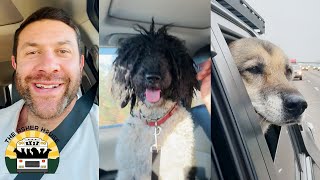 A massive rescue day! 3 cats, 3 dogs, a rabbit and a pig | Lee Asher
