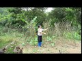 How to make a climbing vine for cucumbers. Planting purple perilla vegetables.