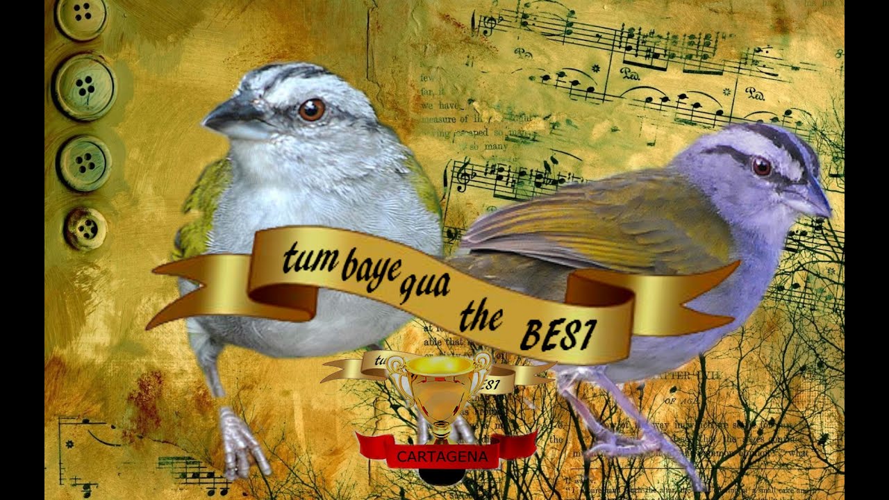 tumba yegua cantando ( Arremonops conirostris)