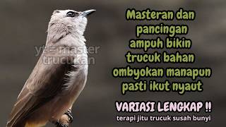 Trucukan GACOR ngalas ROPEL PANJANG suara alam AMPUH buat pancingan jadikan trucuk Gacor GARUDA