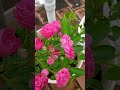 😯 pink button rose/beautiful variety of rose/இயற்கை உரம் /shorts 😱