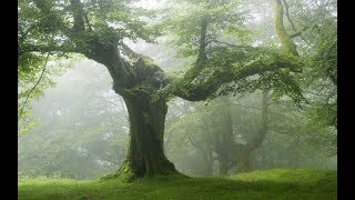 видео Как использовать энергетику деревьев?