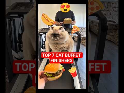 When Cats Say