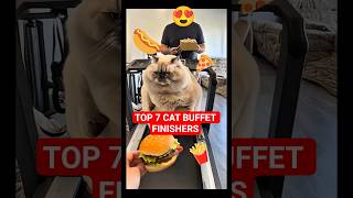 When Cats Say โNoโ to Diets ๐นโ