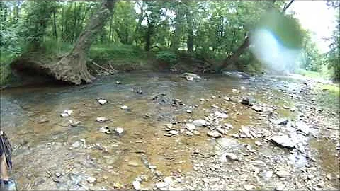 Sully walking in the water