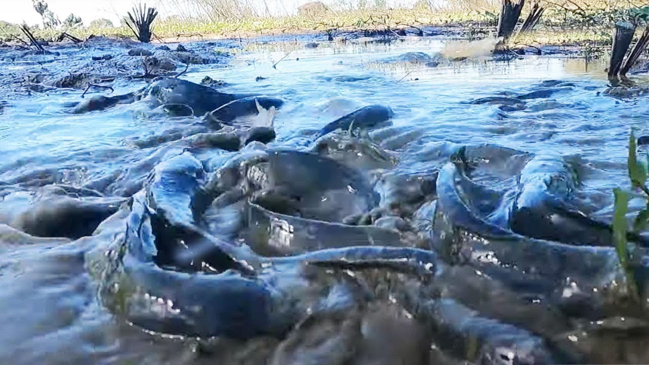 Wow Amazing Fishing Skills! Catching many big catfish in paddy field ...