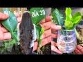 🍀USA ESTAS PLANTAS MÁGICAS TU CABELLO NO PARARÁ DE CRECER Y NO CAERÁ MÁS💥ingredientes BOMBA💣