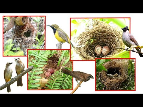 4 jenis burung yang suka bersarang di pohon yang rendah