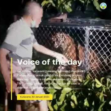 Suara Harimau Sumatra Danau Putra