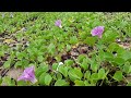 බිම් තඹරු Ipomoea pes-caprae