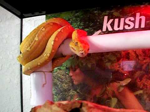 0.0.2 Green Tree Pythons (BIAK) 0.1 CoastalxIrianJaya Carpet Python