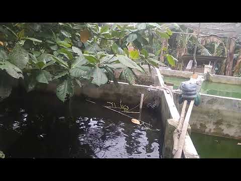 kolam beton ikan gurami 2020 - youtube