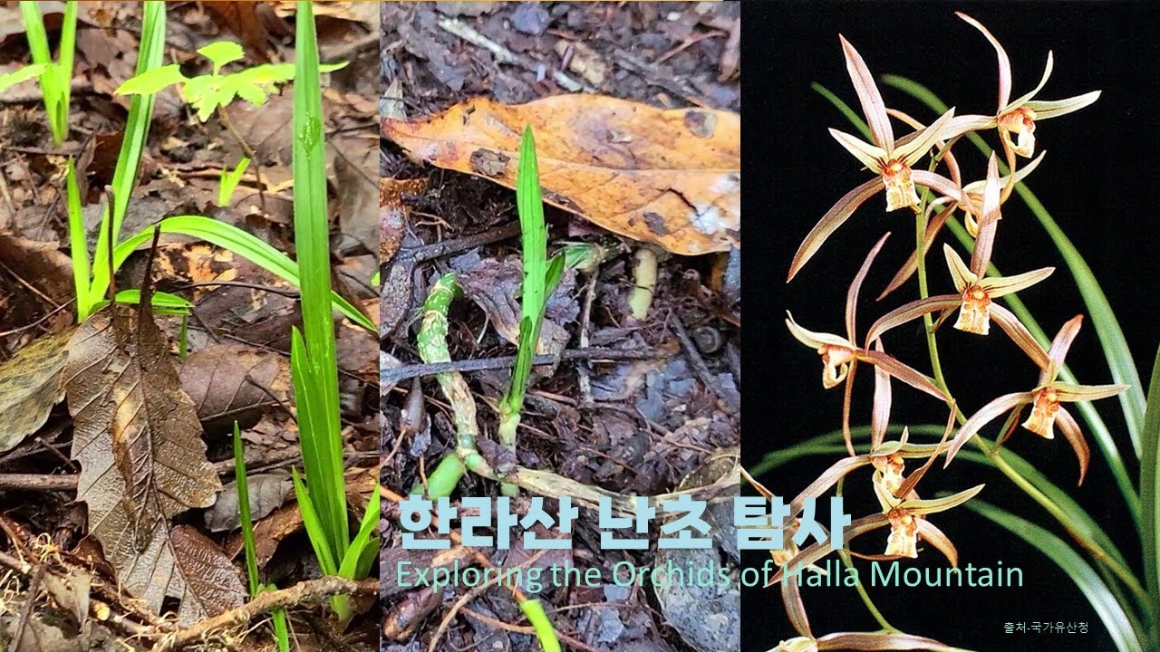 【V-Log】제주 한라산 난초. Orchids of Mt. Halla