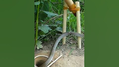 Easy Snake Trap Using from Old Axe Simple DIY Creative Snake Trap That Work 100#snaketrap