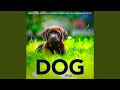 Dog separation anxiety music for dogs