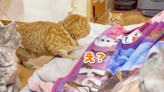 珍しくぽちゃくんにロックオンされた茶々パパ。