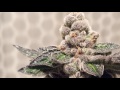 Blue cookies & Cherry pie grow harvest time - YouTube
