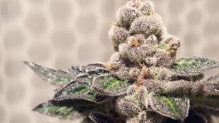 Blue Cookies # 3 - se. 1 ep. 7  " HARVEST TIME DAY 68 & 69 "