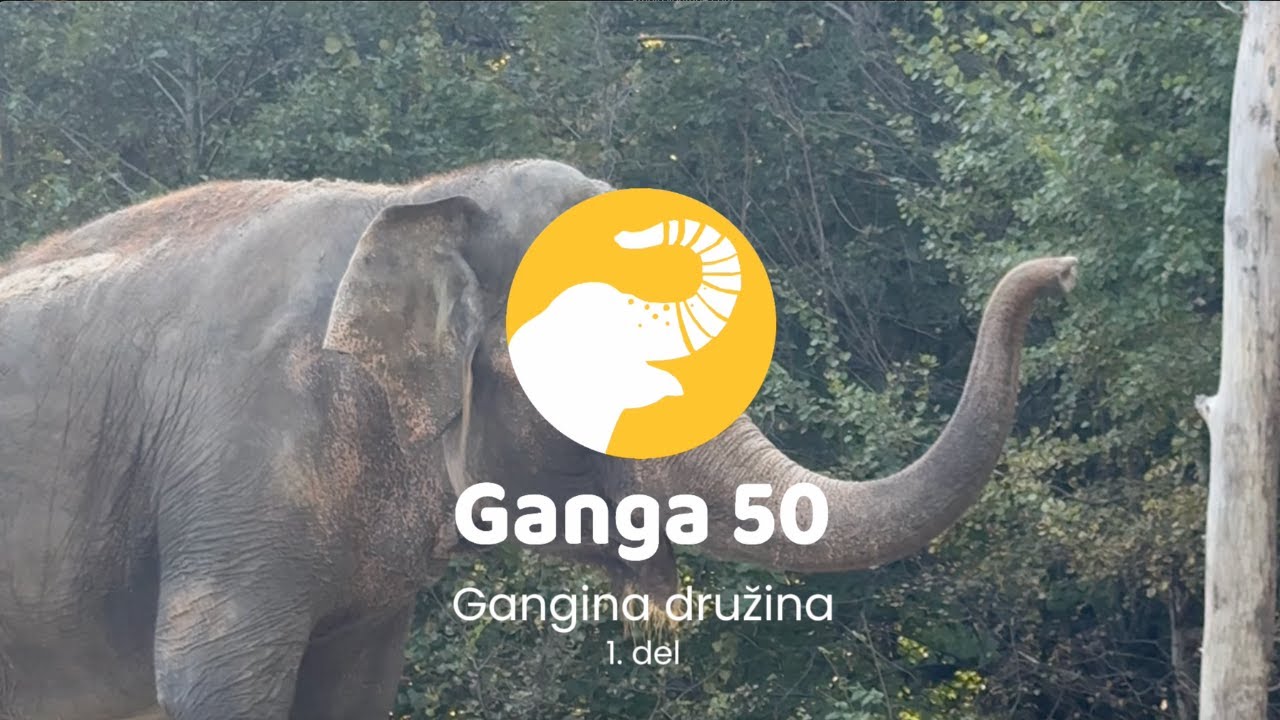 Ganga 50: Gangina družina 🫶🐘
