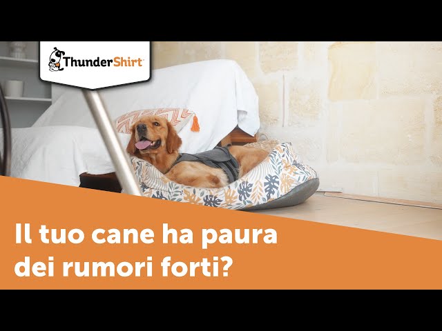 Il tuo cane è spaventato dai rumori forti? ThunderShirt può aiutarlo nella  gestione della paura. 